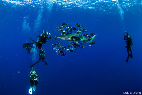 Gente buceando Glups Diving Center